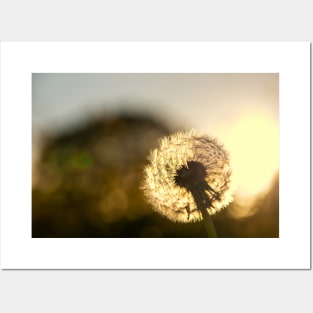 Dandelion Sunset Photo Posters and Art